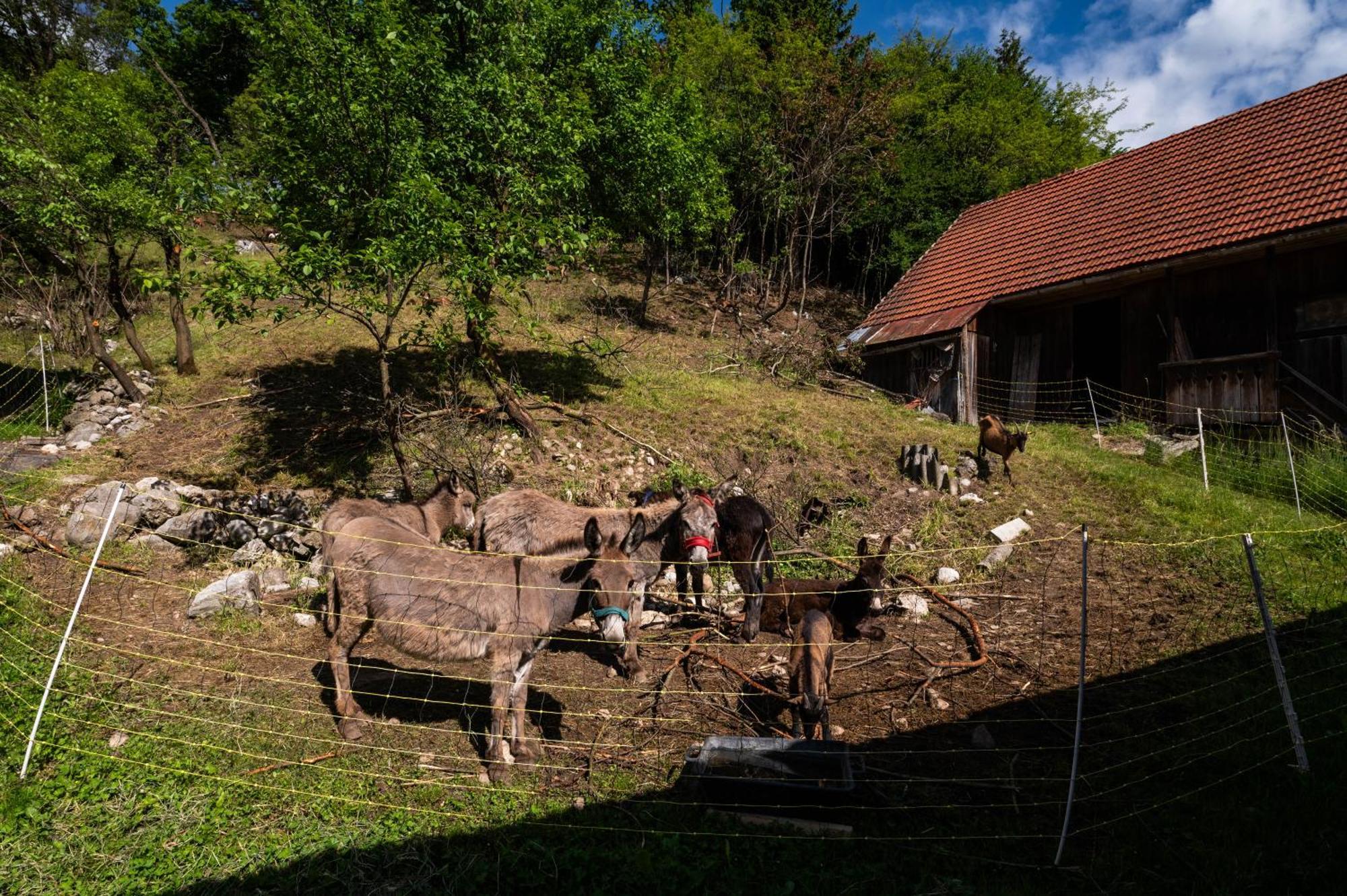 Villa Turisticna Kmetija Grabnar Bled Exterior foto